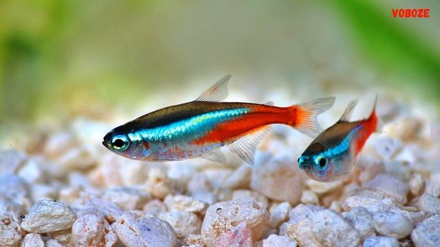 Голубой Неон - рыбка для маленького аквариума Содержание Разведение и Совместимость