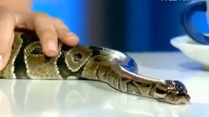 Содержание королевского питона