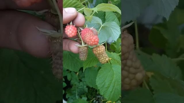 Малина Ляшка . смотреть онлайн