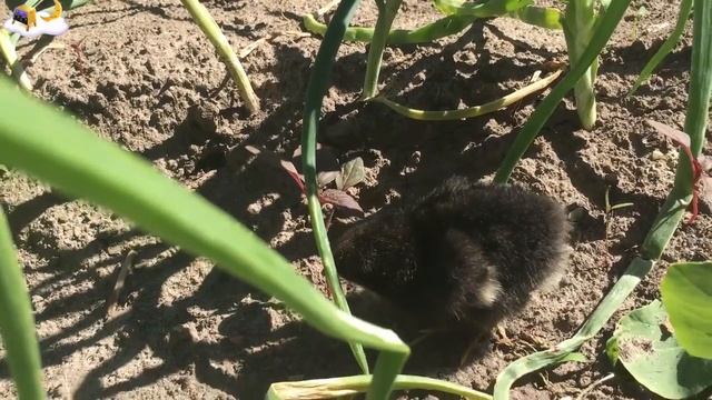 Загадки для манюнек. Цыплёнок смотреть онлайн