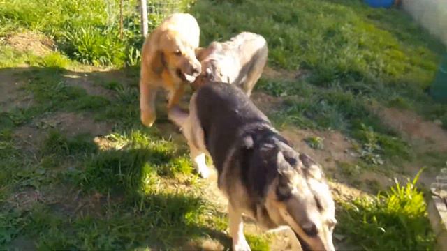 Веолар Ювента и  щенки испанского мастифа Спаниш Гранд