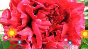 Пион молочноцветковый Red Sarah Bernhardt. Краткий обзор, описание характеристик, где купить саженц