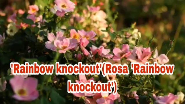 Popular Rose Varieties For Your Garden || Rose Variety Names