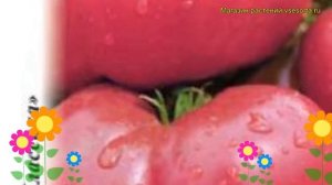 Томат Розовый гигант. Краткий обзор, описание характеристик, где купить семена solánum lycopérsicum