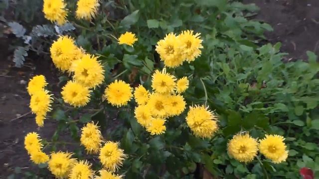 осень, цветы, лебеди дача смотреть онлайн