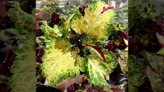 Мои новинки сеянцы вегетативных колеусов смотреть онлайн