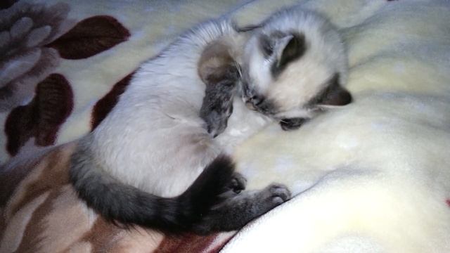 Прицепился репейник | A bur clung смотреть онлайн