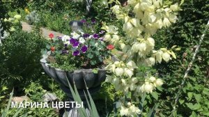 ЮККА НЕ ЦВЕТЁТ ? МОИ СОВЕТЫ