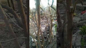 Обрезка бульденежа