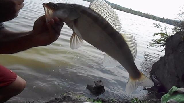 Судак-ловля на резинку. карась. живец.2.