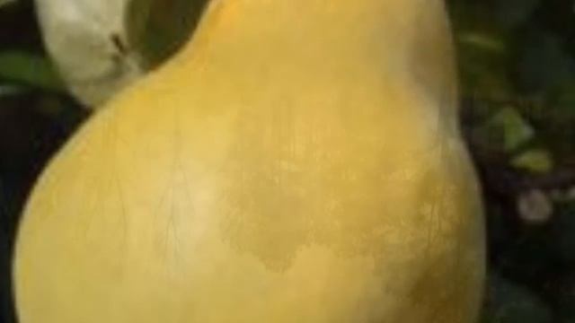 Žute Dunje ~ Indexi