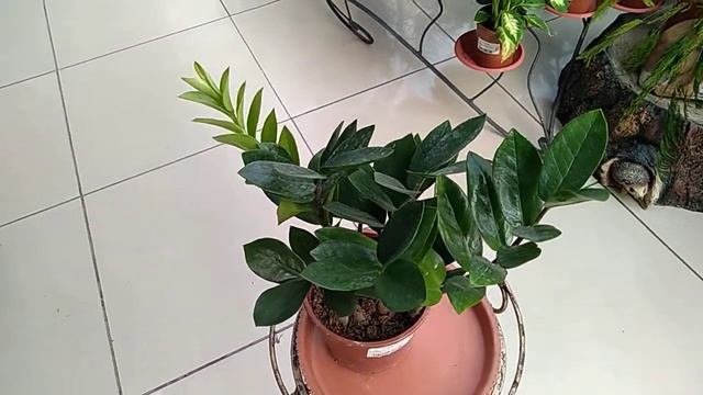 Замиокулькас или долларовое дерево