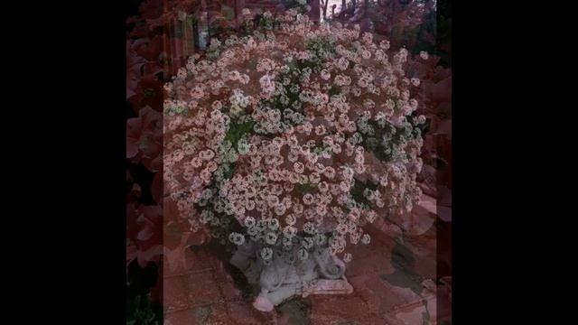 Обзор заказа ЧЕРЕНКИ цветов из Лавки Садовода.В какой объём сажаю черенки.Состав грунта. смотреть онлайн
