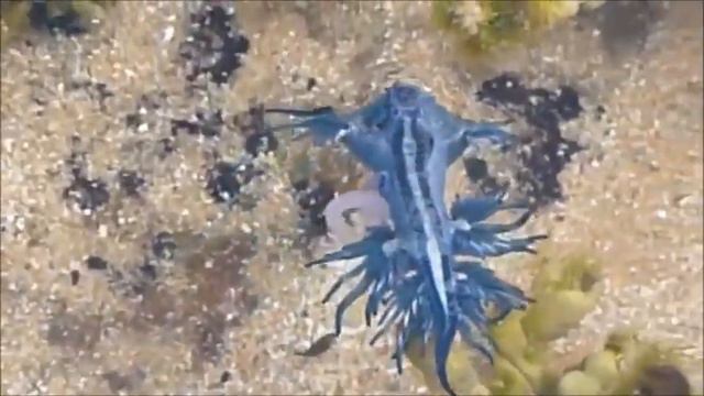lil kyogre смотреть онлайн