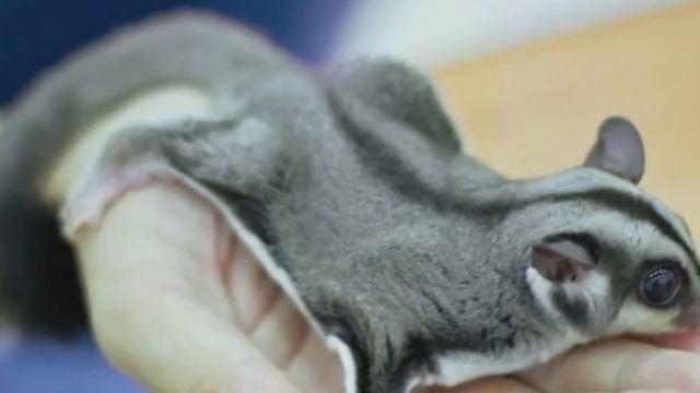 ДОМАШНЯЯ БЕЛКА ЛЕТЯГА! Очаровательный питомец, как ухаживать за белкой.