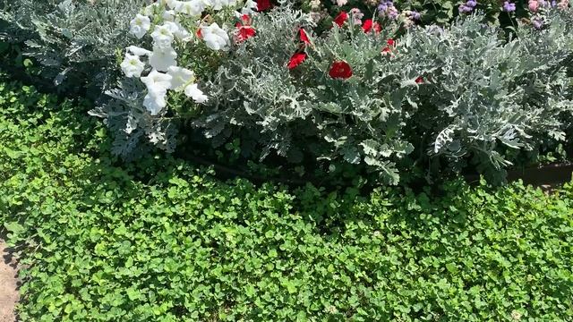 КЛЕВЕРНЫЙ ГАЗОН СПУСТЯ 2 МЕСЯЦА ☘️ Уход за газоном из клевера