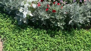 КЛЕВЕРНЫЙ ГАЗОН СПУСТЯ 2 МЕСЯЦА ☘️ Уход за газоном из клевера