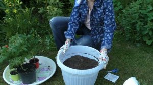 Букетная посадка томатов в горшок