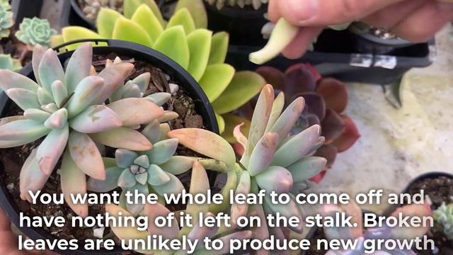 Sedeveria Starburst Aka Graptosedum Francesco Baldi/ Graptosedum Darley Sunshine Care & Propagation