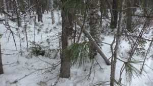 Охота на соболя. Первая пушнина.Сезон 2.Часть 1.