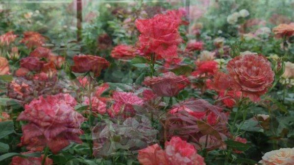 Пинк Интуишен - Pink Intuition (Delbard 2003) и  Ред Интуишин - Red  Intuition (Delbard 1999)