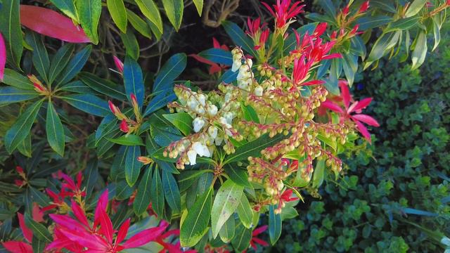 Study/Relaxation Music Lily-of-the-valley 10 minutes 4K #focus #relaxation #spa смотреть онлайн