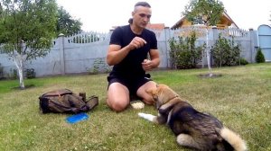 33. Как успокоить собаку. Гиперактивный щенок