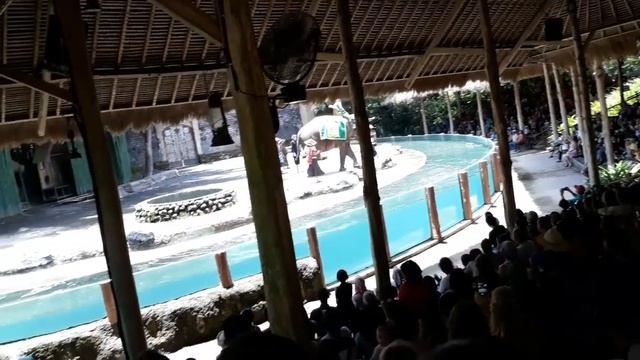 Bali Safari and Marine Park | BALI смотреть онлайн