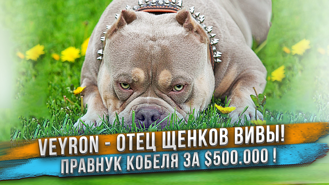 Американский Булли VEYRON. Новые топовые крови в нашем питомнике (MUSCULTONE MAGOO, GRAN DALI) смотреть онлайн