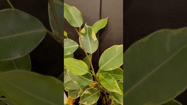 Фикус Ficus Kinky смотреть онлайн