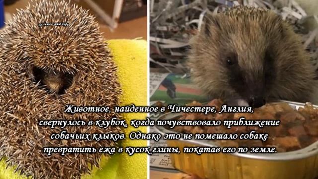 Люди нашли клубок глины, который дышал смотреть онлайн