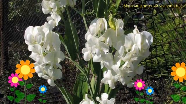 Чина широколистная Уайт Перл. Краткий обзор, описание характеристик Lathyrus Latifolius Red Pearl