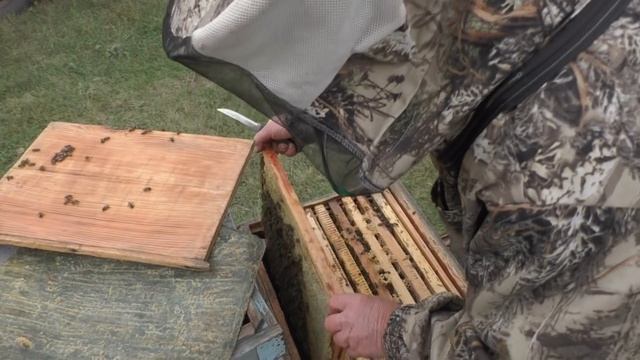 правильная комплектация гнезд в зимний период.. смотреть онлайн