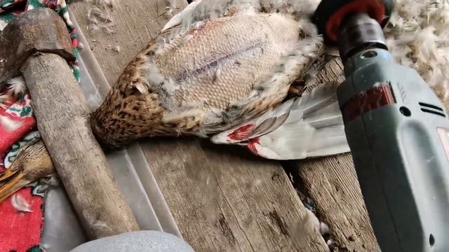 Как ощипать утку быстро. Лайфхак смотреть онлайн