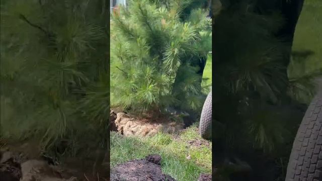 Заметили как сажают кедр. Выглядит изумительно ❤️ #стройхауз #домизклееногобруса #ландшафтныйдизайн смотреть онлайн