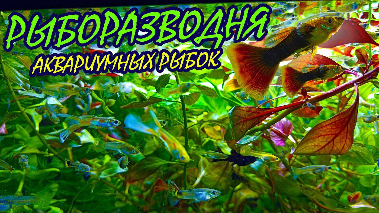 Рыборазводня работает! Аквариумные рыбки РАЗВЕДЕНИЕ и ПЕРЕСАДКА! смотреть онлайн