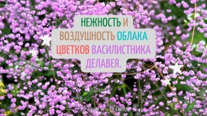 Нежность и воздушность облака цветков Василистника Деловея ?