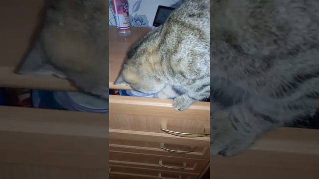Домашний скалодром смотреть онлайн