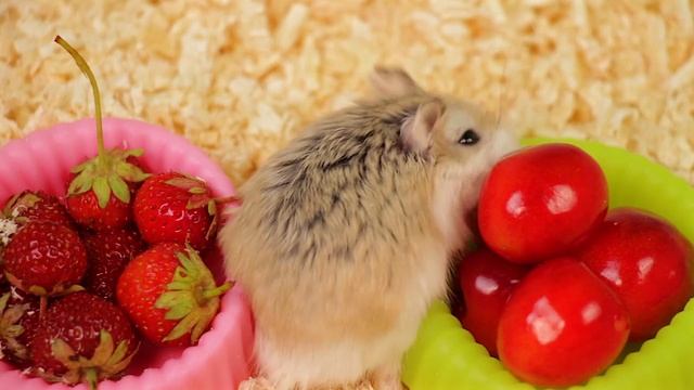 Соревнование ХОМЯКОВ Можно ли хомякам клубнику и черешню? смотреть онлайн