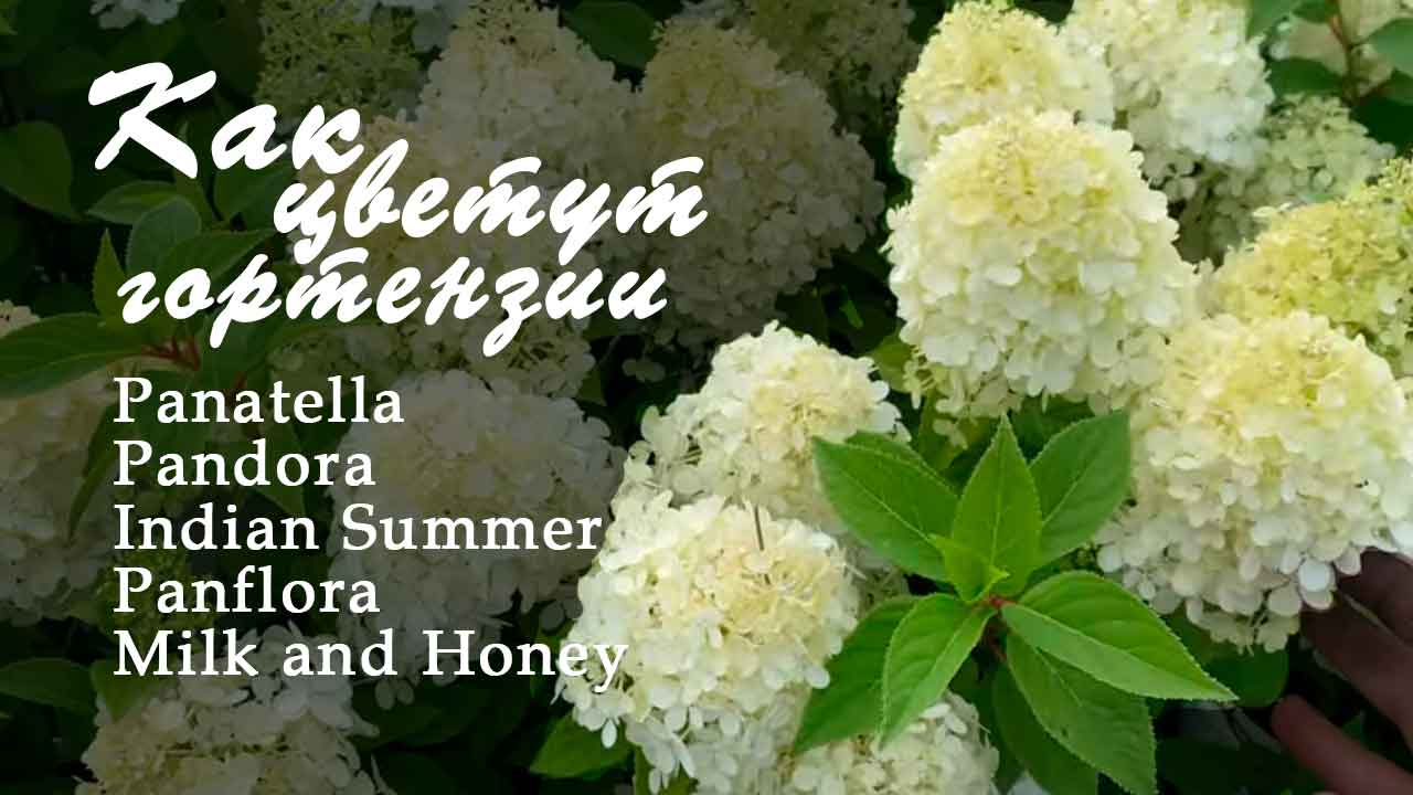 Гортензии Panatella, Pandora, Indian Summer, Panflora, Milk and Honey. Цветение смотреть онлайн