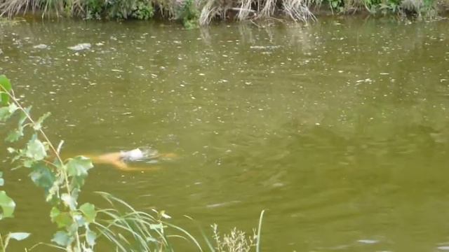 как приготовить плов по-узбекски смотреть онлайн