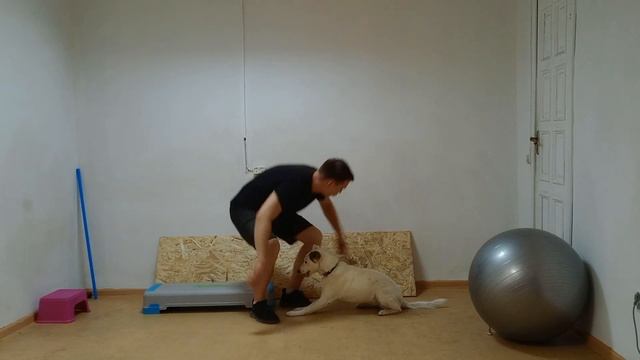 Дрессировка собак Как дрессировать собаку Трюки с собакой Команды для собаки Занятие с собакой смотреть онлайн