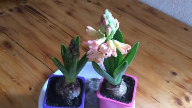 Гиацинты. Подготовка к 8 Марта. Покупка в Леруа Мерлен. Выгонках луковиц. смотреть онлайн