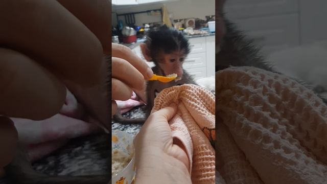 первая каша ! уже мы умеем жевать )) смотреть онлайн