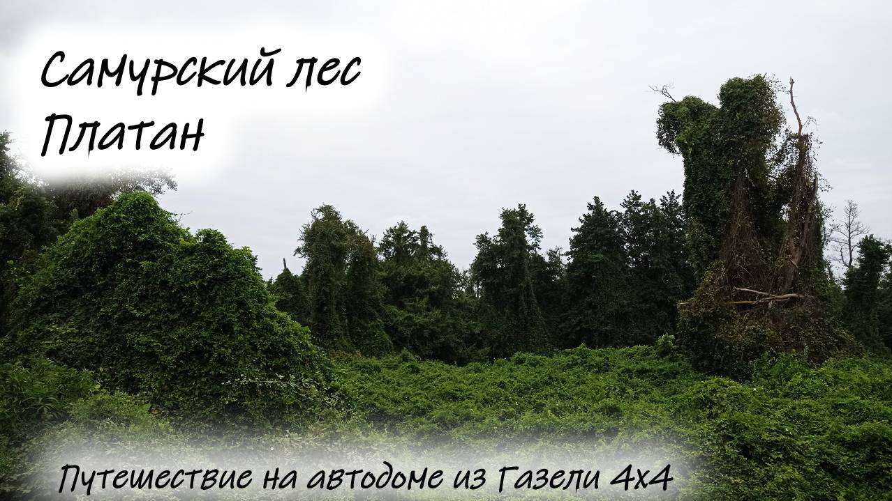 Дагестан. Самурский лес. Платан #дагестан смотреть онлайн