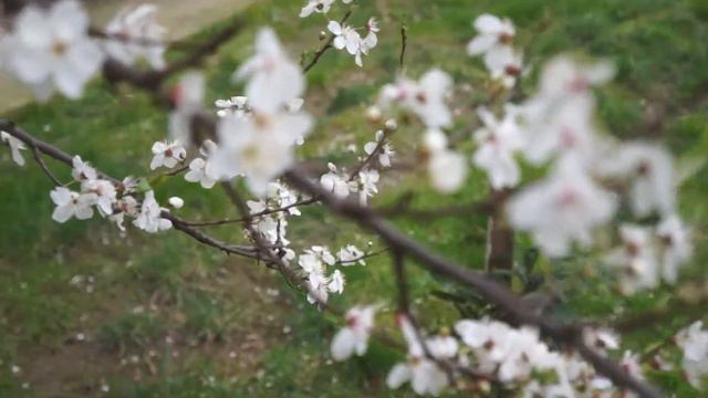 Цветение Дворы Ранняя весна Сочи 3.03.2018 videoОльгаКореневская смотреть онлайн