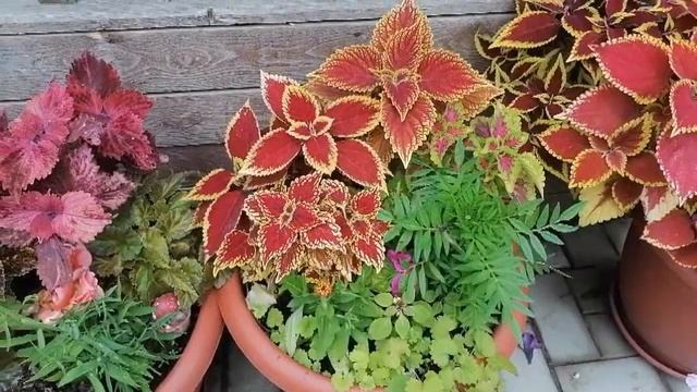 Знакомимся поближе)) Обзор колеусов по сортам )) День первый)) смотреть онлайн