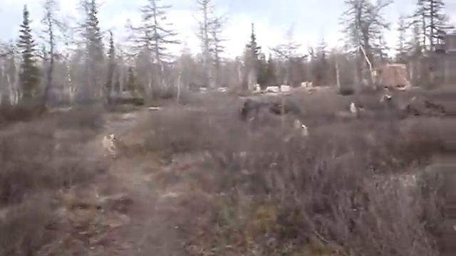 Щенки лаек западносибирских и гибрида с волком в питомнике С ТУРУХАНСКОГО КРАЯ смотреть онлайн