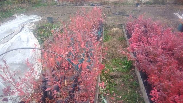 Сорта голубики для средней полосы с хорошей морозостойкостью смотреть онлайн