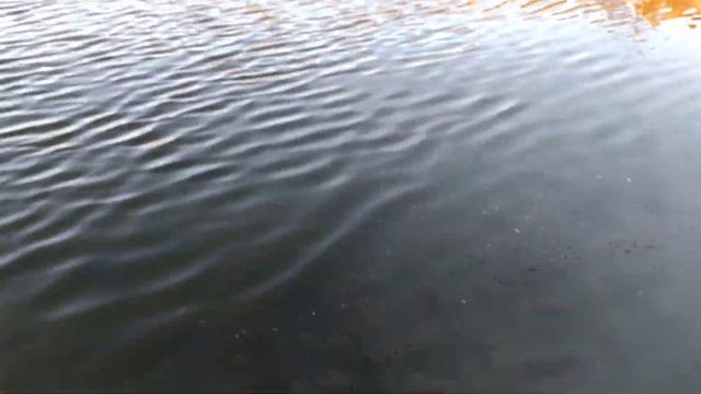 Розведение раков в пруду на участке. Жизнь У пруда смотреть онлайн